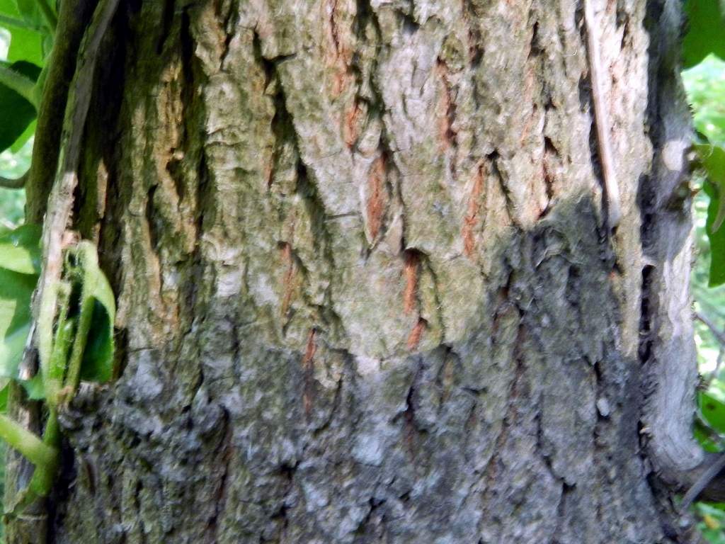 Acer campestre / Acero campestre